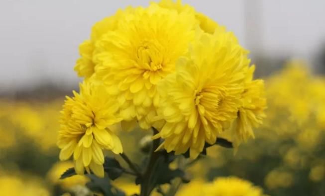 千畝云臺冰菊盛開，誠邀您蒞臨免費參觀！